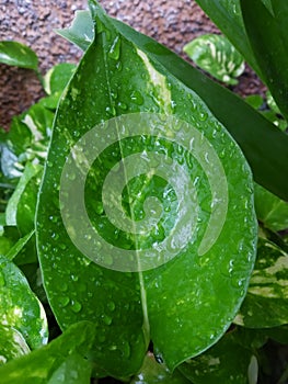 Money plant tree leaf / leaves with water drops / droplets