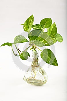 Money plant in water