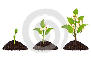 Money plants life process. Vector