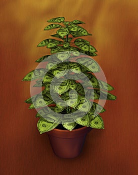 Money pot plant