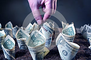 Money profit growth concept with dollars grow from the ground.