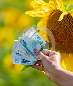 Money rubles in the hands of a girl in a field with sunflowers