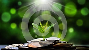 Trees grow on coins and natural light on a natural green background photo