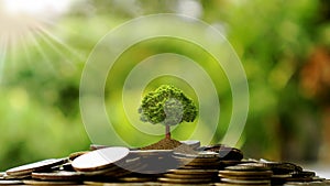 Money saving ideas. Trees grow on coins photo