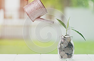 Money saving and investment financial, Savings and making money concept. Plant growing in savings coins in jar on wooden table.