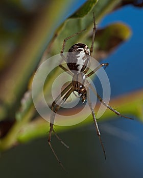 Money spider, Linyphia triangularis