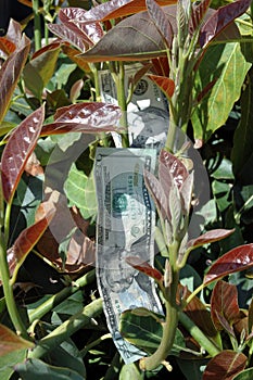 Money tree