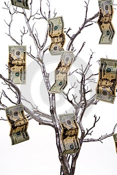 Peníze strom 