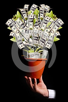 Money tree