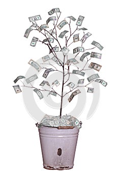 Money tree