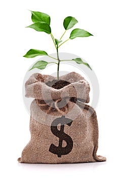 Money tree