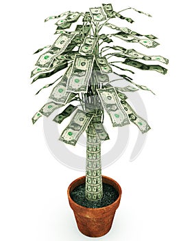 Money Tree