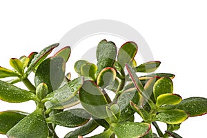 Money tree branches on a white background