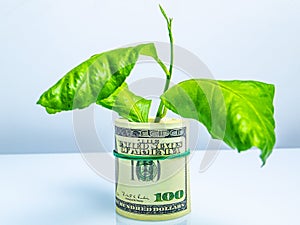 Money tree from a bundle of American dollars rolled into a roll