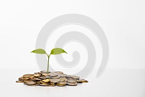 Money tree. Business growth and development concept.