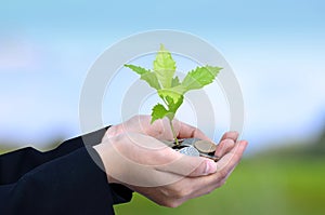 Money, Tree, Coins, Business growing concept