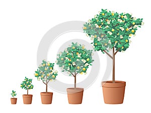 Money tree. The concept of a long-term investment strategy and capital increase. Finance. Vector illustration