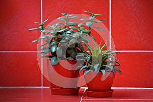 Money tree (crassula) and aloe vera in red flowerpots on red background