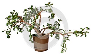 Money Tree Crassula flower in a brown pot isolated on white