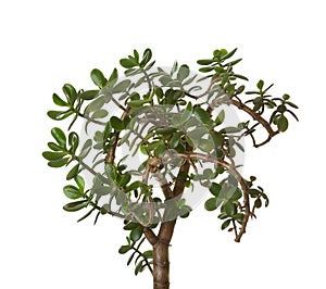 Money tree (Crassula ovata) isolated on white background