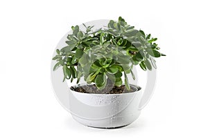 Money tree Crassula ovata succulent plant with thick leaves potted as decorative houseplant in a wide ceramic planter, isolated