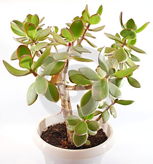 Money tree (crassula plant)