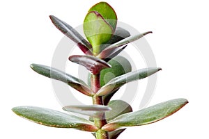 Money tree, crassula plant isolated on white background