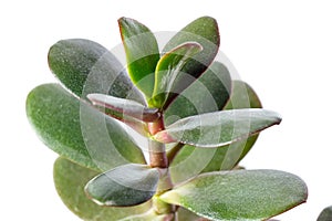 Money tree, crassula plant isolated on white background