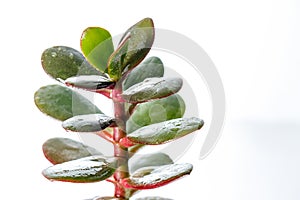 Money tree, crassula plant isolated on white background