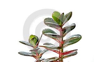 Money tree, crassula plant isolated on white background