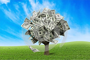 Money Tree