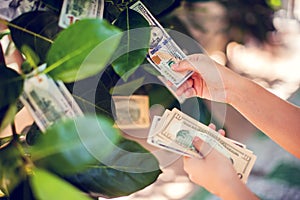 Money tree with dollar bills growing on leaves. hand collect mon