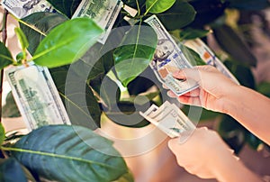 Money tree with dollar bills growing on leaves. hand collect mon