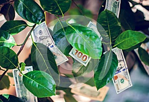 Money tree with dollar bills on leaves