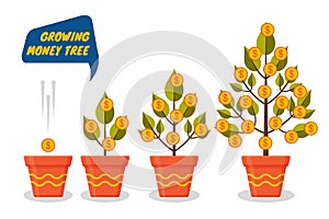 Money tree dollars growth set. Decorative plants in flower pots