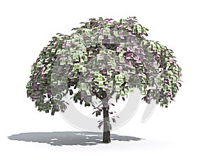 Money tree of Euro