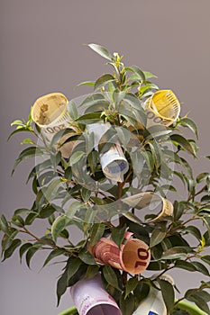 Money tree with euro banknotes