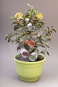 Money tree with euro banknotes