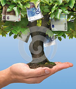 Money tree - euro photo