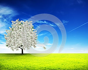 Money tree growing