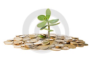 Money Tree growing from a pile of coins.