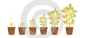 Money Tree Growth, Capital Gain, Investment Pension Wealth Business Concept. Time Line from Seed Coin, Seedling to Plant