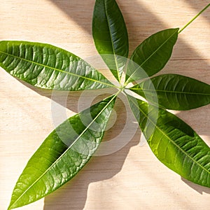 Money Tree Leaf Phyllotaxy in the Sun