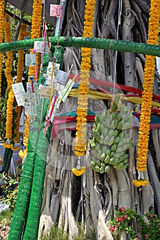 A \'money tree\' with multiple Thai baht bank notes, marigold garlands and bananas at the base of a bodhi tree