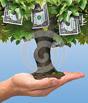 Money tree - one dollar photo