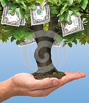 Money tree - one hundred dollar photo