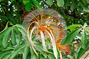 Money tree plant Pachira aquatica flower closeup - Davie, Florida, USA