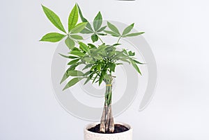 Money Tree plant; Pachira aquatica