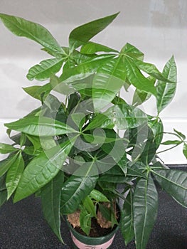 Money tree plant or pachira, a plant is believed to bring good luck, health, and sustenance to the residents of the house.