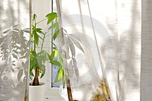 Money Tree Plant on Window Sill